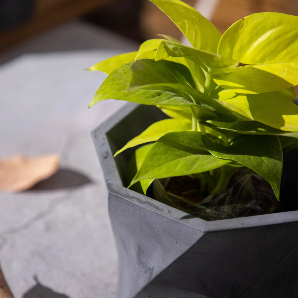 TheDecorshop Dyoct-Dark Concrete-Octagonal Faceted Modern Planter