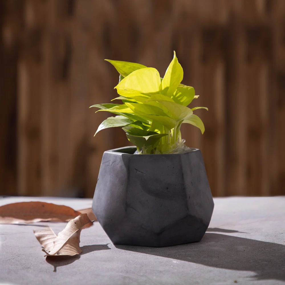 PentHex-Dark Concrete-Faceted Planter Design- ideal for indoor and outdoor use